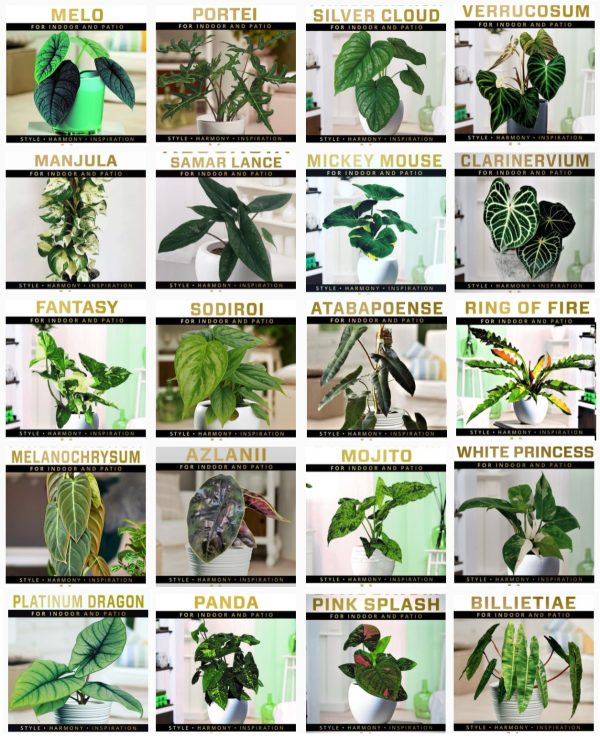 Enliven shakes up rare plant market with new Bunningsexclusive plants