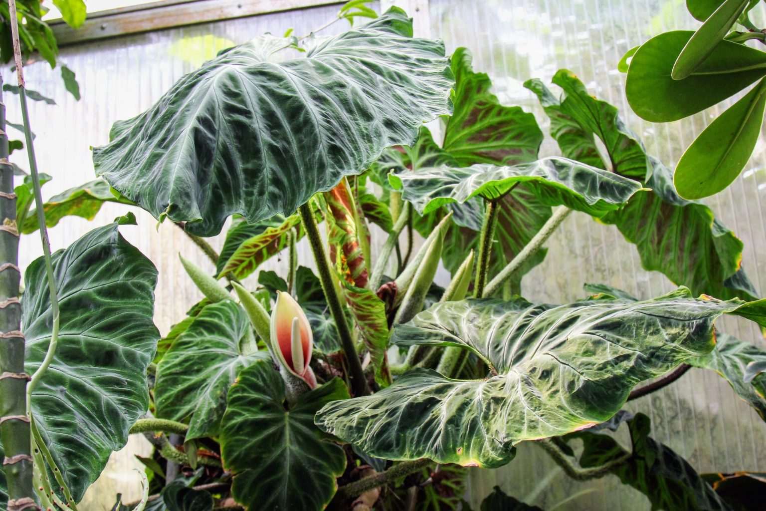 5-furry-stemmed-philodendrons-you-can-buy-in-australia-grow-it-indoors